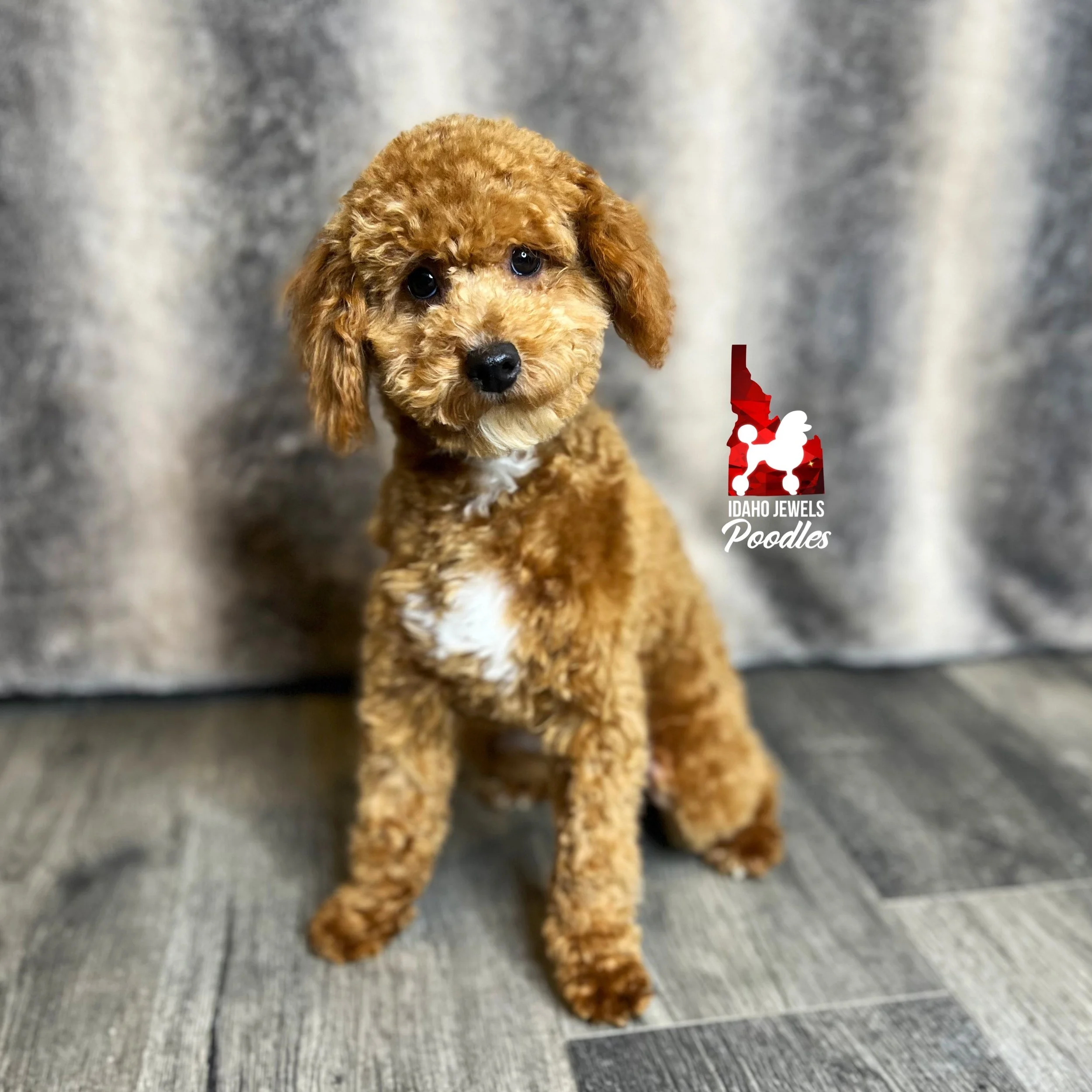 Apricot toy top poodle adult
